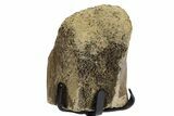 Fossil Hadrosaur Vertebra Process w/ Metal Stand - South Dakota #354307-2